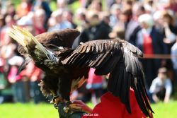 grugapark-greifvogelschau-2012-04-166