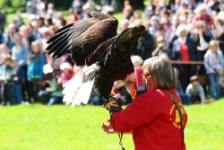 grugapark-greifvogelschau-2012-04-167