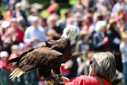 grugapark-greifvogelschau-2012-04-168