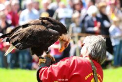 grugapark-greifvogelschau-2012-04-169