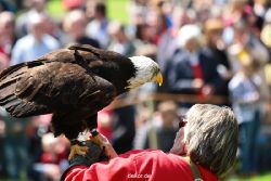 grugapark-greifvogelschau-2012-04-170