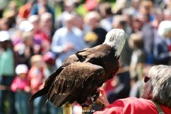 grugapark-greifvogelschau-2012-04-171