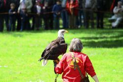grugapark-greifvogelschau-2012-04-172