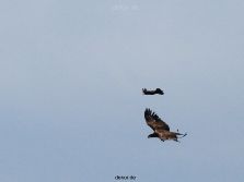 grugapark-greifvogelschau-2012-04-173