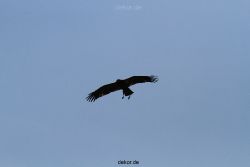 grugapark-greifvogelschau-2012-04-176