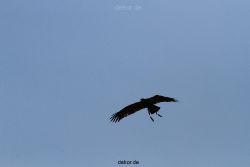 grugapark-greifvogelschau-2012-04-177