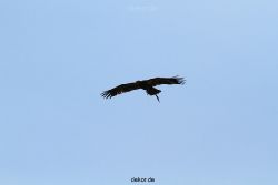 grugapark-greifvogelschau-2012-04-178