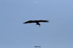 grugapark-greifvogelschau-2012-04-179