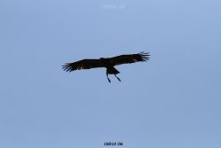 grugapark-greifvogelschau-2012-04-180