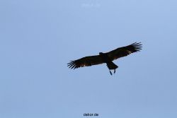 grugapark-greifvogelschau-2012-04-181