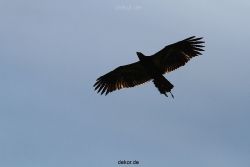 grugapark-greifvogelschau-2012-04-183