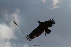 grugapark-greifvogelschau-2012-04-184