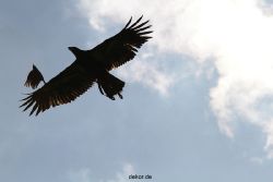 grugapark-greifvogelschau-2012-04-185