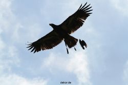 grugapark-greifvogelschau-2012-04-186