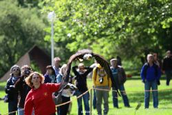 grugapark-greifvogelschau-2012-04-188