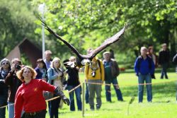 grugapark-greifvogelschau-2012-04-189