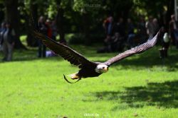 grugapark-greifvogelschau-2012-04-190