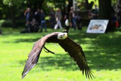 grugapark-greifvogelschau-2012-04-191