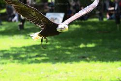 grugapark-greifvogelschau-2012-04-192
