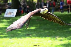 grugapark-greifvogelschau-2012-04-193