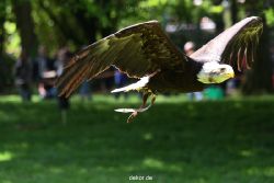 grugapark-greifvogelschau-2012-04-194
