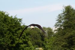 grugapark-greifvogelschau-2012-04-195