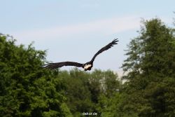 grugapark-greifvogelschau-2012-04-196