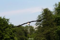 grugapark-greifvogelschau-2012-04-197
