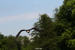 grugapark-greifvogelschau-2012-04-198