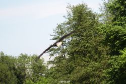 grugapark-greifvogelschau-2012-04-199