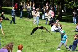 grugapark-greifvogelschau-2012-04-201