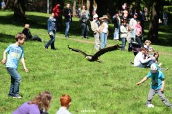grugapark-greifvogelschau-2012-04-202