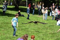 grugapark-greifvogelschau-2012-04-203