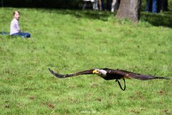 grugapark-greifvogelschau-2012-04-204