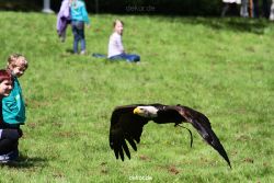 grugapark-greifvogelschau-2012-04-205