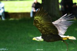 grugapark-greifvogelschau-2012-04-206