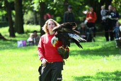 grugapark-greifvogelschau-2012-04-207