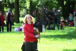 grugapark-greifvogelschau-2012-04-209
