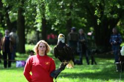 grugapark-greifvogelschau-2012-04-212