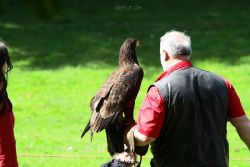 grugapark-greifvogelschau-2012-04-217