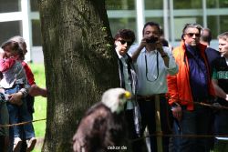 grugapark-greifvogelschau-2012-04-219