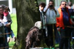 grugapark-greifvogelschau-2012-04-220