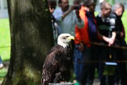 grugapark-greifvogelschau-2012-04-221