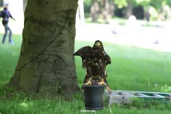grugapark-greifvogelschau-2012-04-222