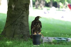 grugapark-greifvogelschau-2012-04-223