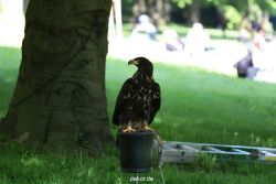 grugapark-greifvogelschau-2012-04-224