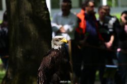 grugapark-greifvogelschau-2012-04-225