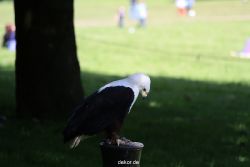 grugapark-greifvogelschau-2012-04-226