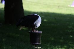 grugapark-greifvogelschau-2012-04-227