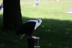 grugapark-greifvogelschau-2012-04-228